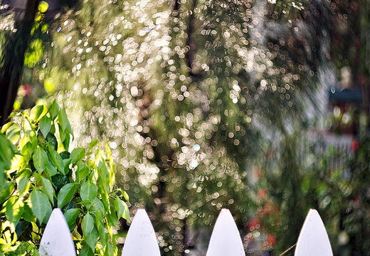 IMGP4662rgrs
