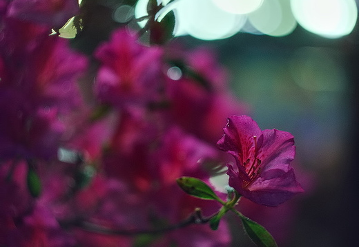 IMGP4774rgrs