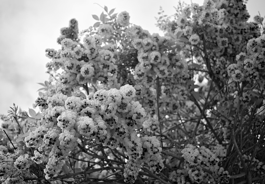 IMGP5108-1rgrs