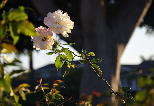 IMGP5195rgrs