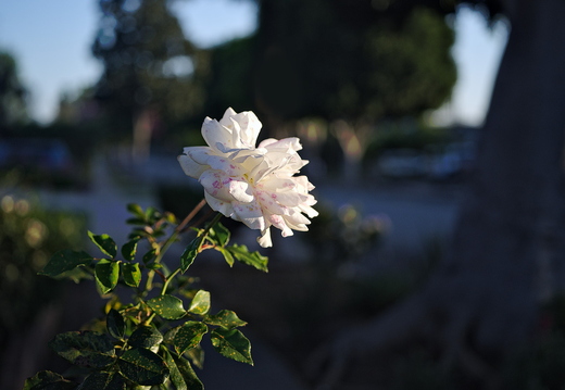 IMGP5183rgrs