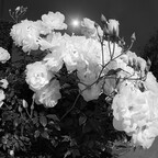 IMGP6011rgrs