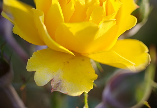 IMGP6244