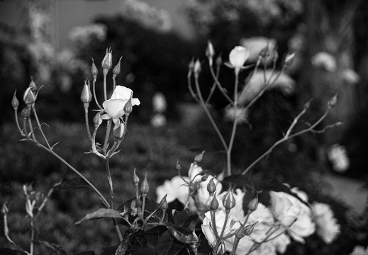 IMGP0814-2rgrs