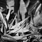 IMGP6747rgrs