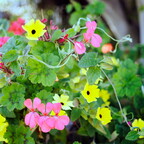 IMGP6749rgrs