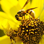 IMGP6682rgrs