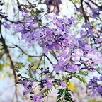 IMGP1069rgrs