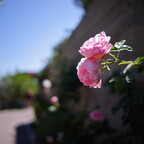 IMGP7916rgrs