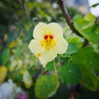 IMGP9547rgrs