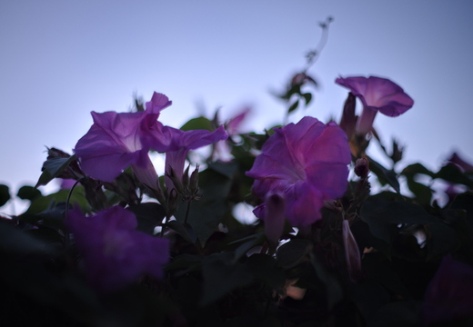 IMGP2137rgrs