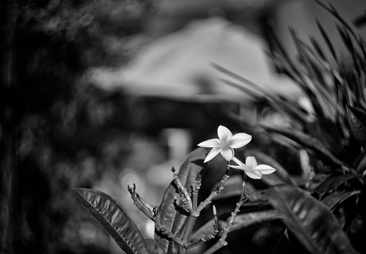 IMGP2578-1rgrs
