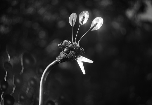 IMGP2615rgrs