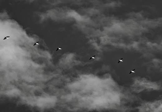 IMGP2158rgrs1