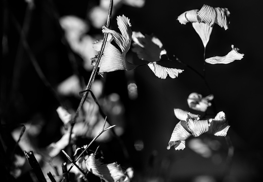 IMGP2813rgrs