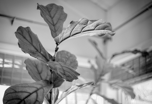 IMGP2928-1