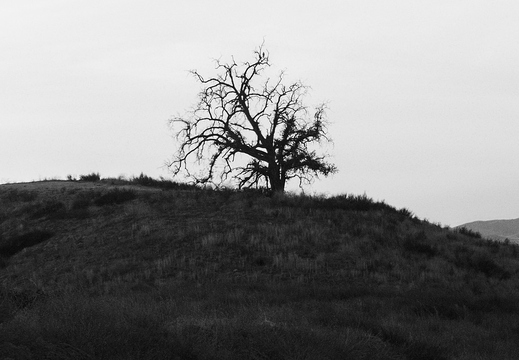 IMGP2447