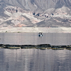 IMGP2518