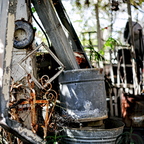 IMGP5355rgrs
