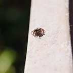 IMGP5462rgrs