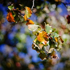 IMGP5788rgrs