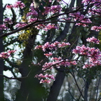 IMGP3036rgrs