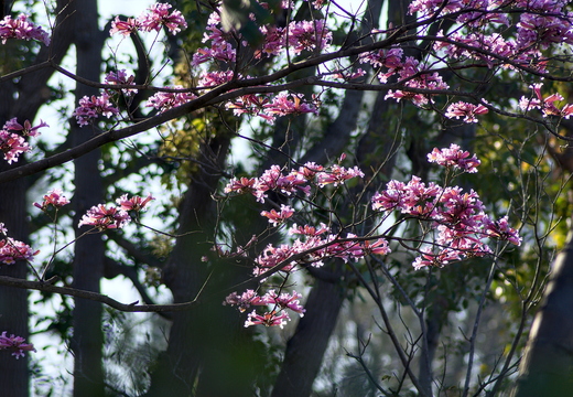 IMGP3036rgrs