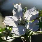 IMGP3020rgrs