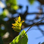 IMGP3115