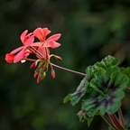 P3090027rgrs