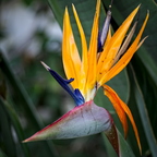 P3090030rgrs