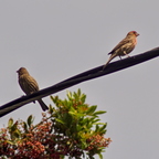 P3120028rgrs