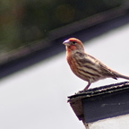 P3120058rgrs