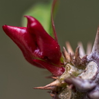 P3120078rgrs