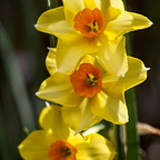 P3120088rgrs