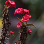 P3220123rgrs