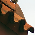 P4010059rgrs