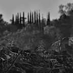 P4040026rgrs