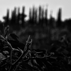 P4040035rgrs