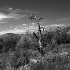 IMGP3409rgrs4