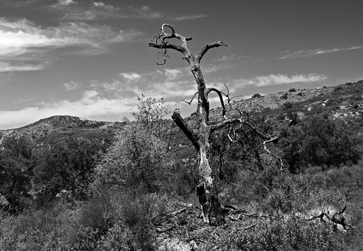 IMGP3409rgrs4