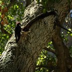 IMGP3386rgrs