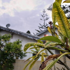 IMGP6515rgrs