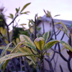 IMGP6565grs2