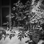 IMGP6919rgrs