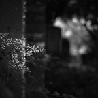 IMGP6929rgrs