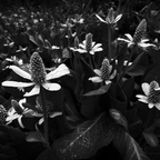 P5210008rgrs