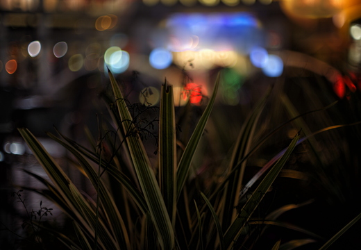 IMGP7389rgrs