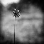 IMGP7423rgrs