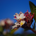 IMGP7448rgrs